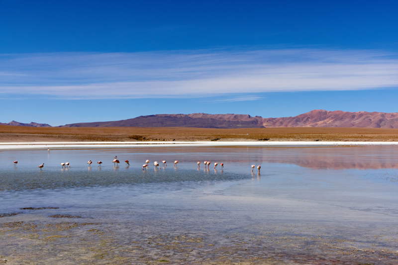 Οι υψιπεδικές λίμνες και τα φλαμίνγκο