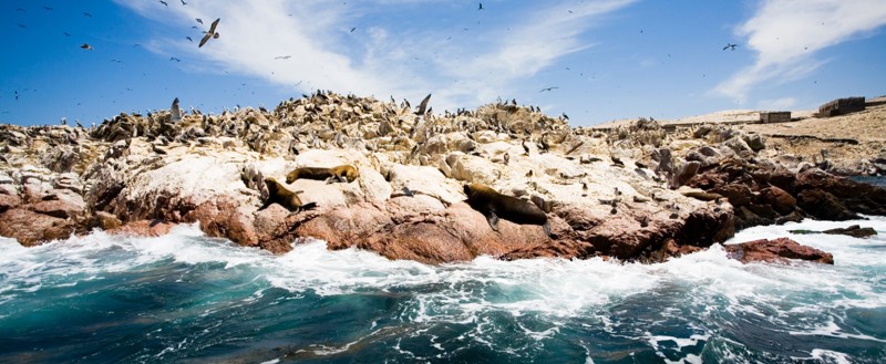 Δίωρη κρουαζιέρα στον υδροβιότοπο Μπαγιέστας