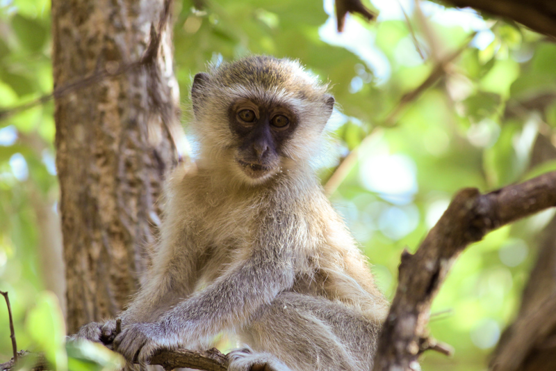 Διανυκτέρευση μέσα στη σαβάνα