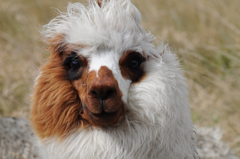 Τα βικούνα και τα αλπάκα 