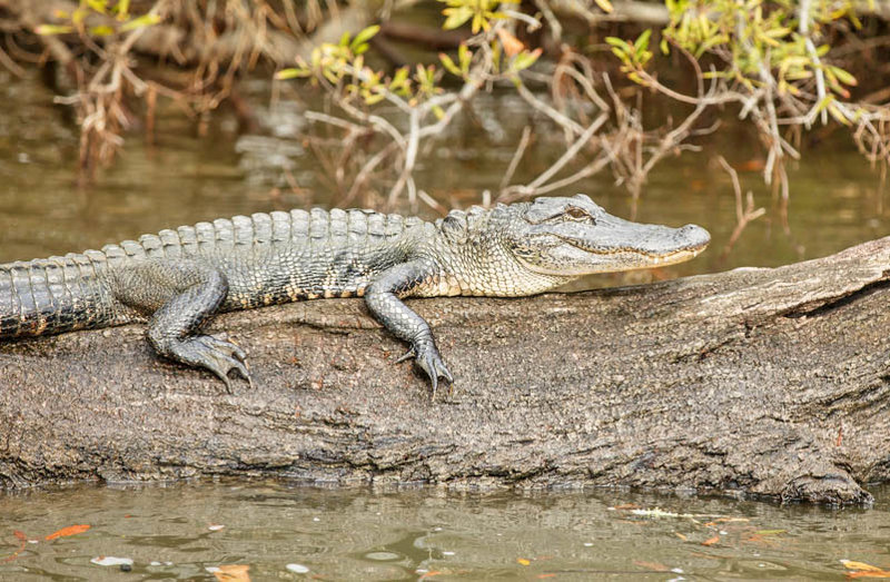 Εντοπίστε αλιγάτορες! 