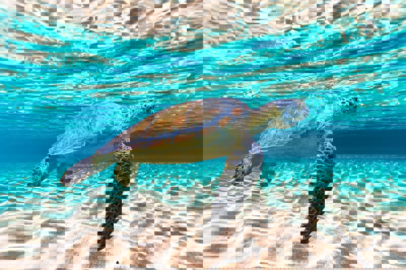 Θαλάσσια χελώνα σε υπέροχα νερά