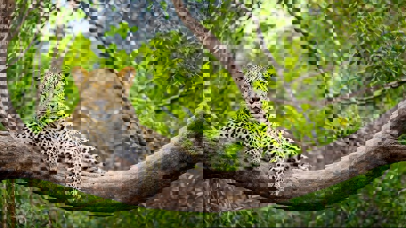 ΤΙΣΣΑΜΑΧΑΡΑΜΑ – ΣΑΦΑΡΙ – ΓΚΑΛΕ – ΜΠΕΡΟΥΒΕΛΑ