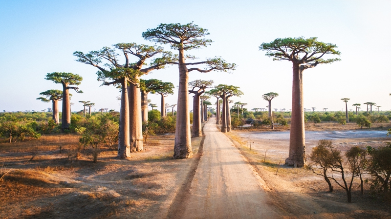 Avenue of the Baobabs