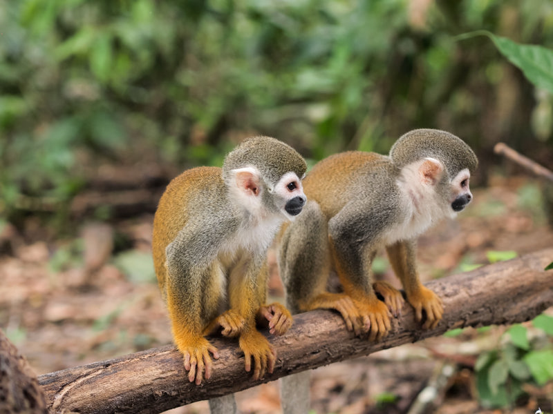 Νησί των μαϊμούδων, Αμαζόνιος