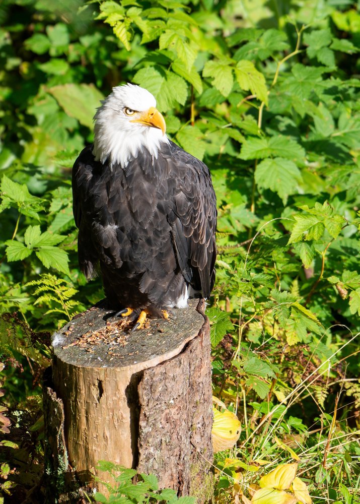 Κρουαζιέρα στον κόλπο Κάτσεμακ