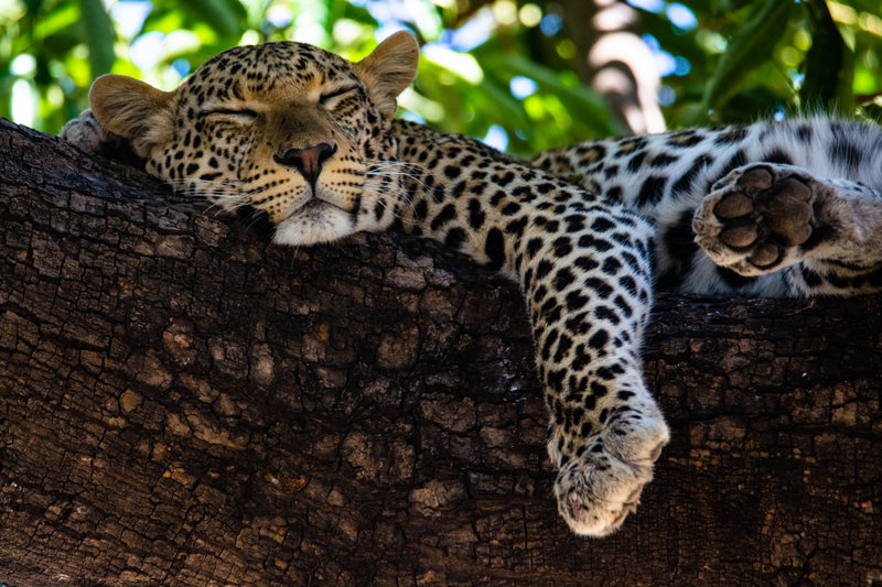 Η πανίδα του Εθνικού Πάρκου 