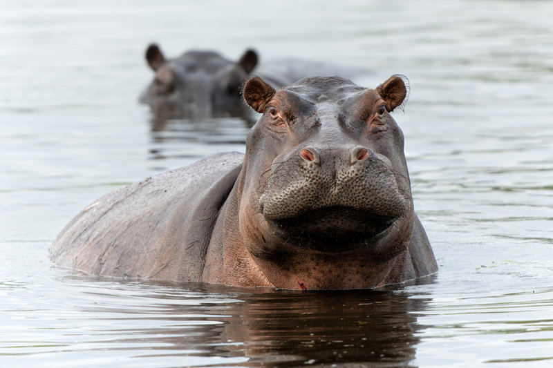 ΜΑΟΥΝ – KWHAI CONCESSION  