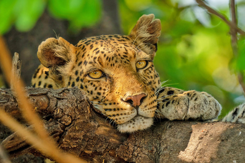 Σαφάρι στα εθνικά πάρκα της Ζιμπάμπουε και Μποτσουάνα, με Καταρράκτες Βικτώρια