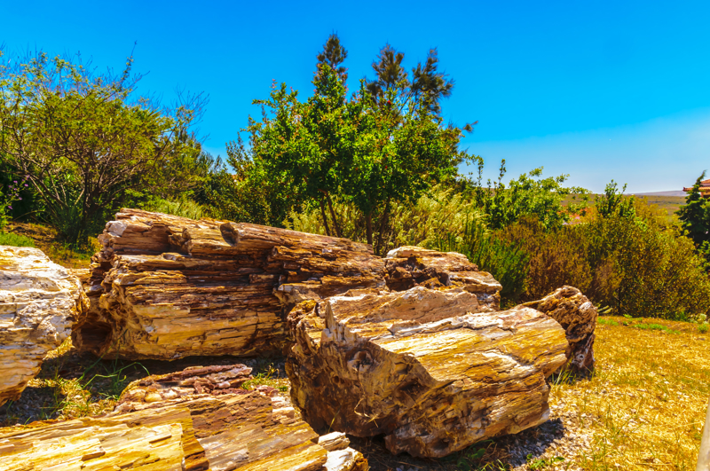 Απολιθωμένο Δάσος, Σίγρι