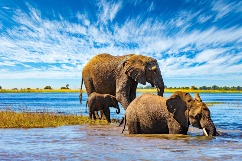 Πανίδα του πάρκου