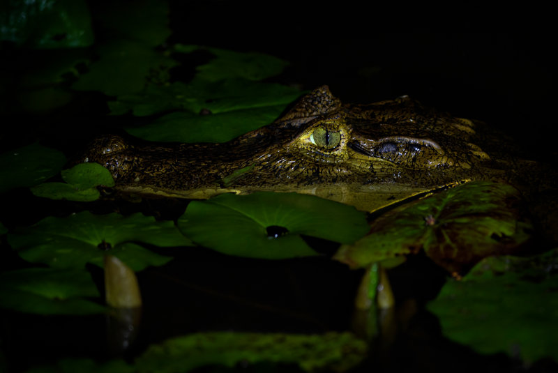 Νυχτερινή βαρκάδα με κανό στον Αμαζόνιο