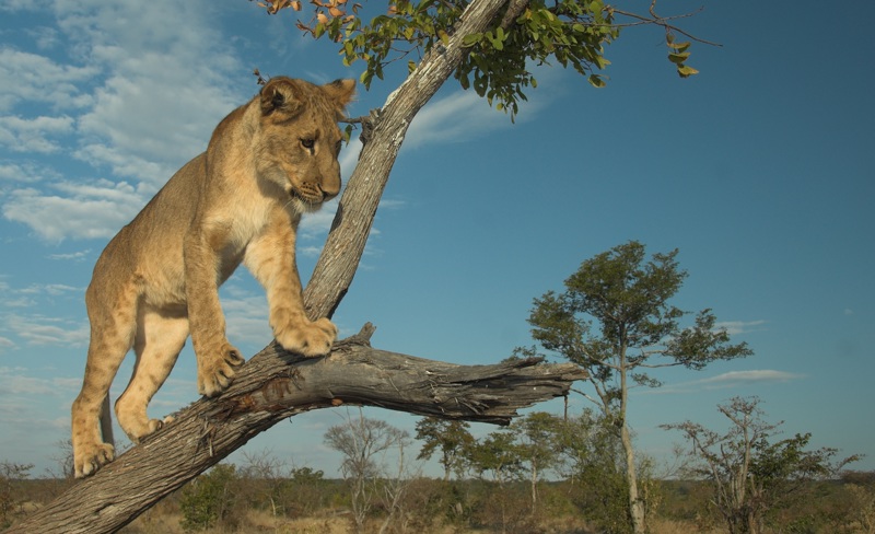 Νότια Αφρική: Ταξίδι εμπειριών με σαφάρι, εξωπραγματικά φαράγγια, οινογνωσία , παρατήρηση φαλαινών