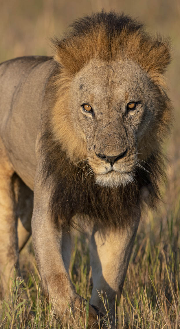 Διαμονή και καταπληκτικά σαφάρι στην περιοχή Khwai 