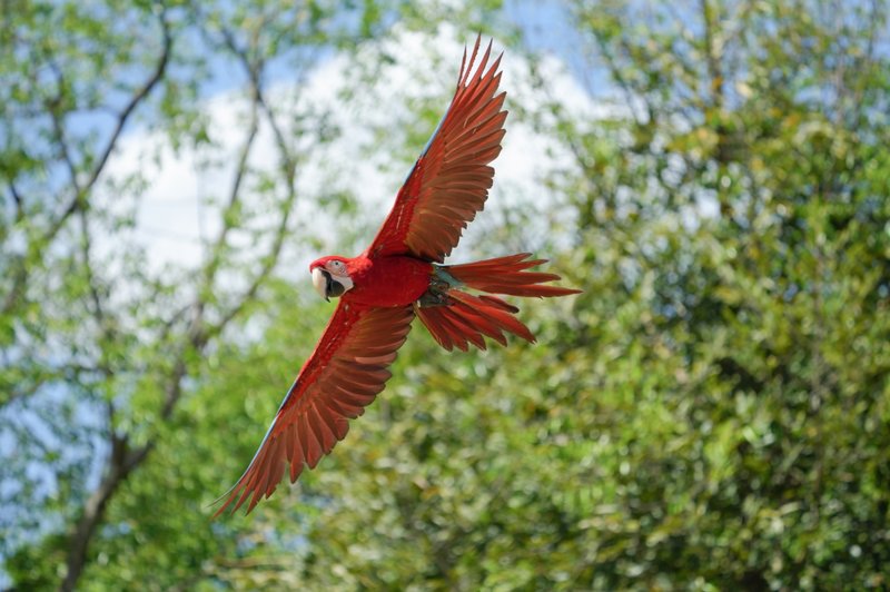 Αμαζόνιος, Κολομβία