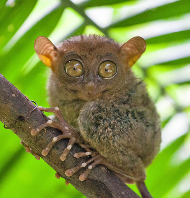 Δείτε έναν πίθηκο μικρό όσο η παλάμη σας! 