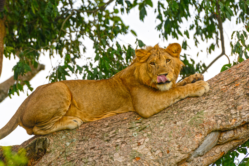 Εθνικό Πάρκο Βασίλισσας Ελισάβετ