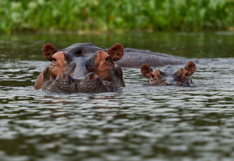 Συναρπαστικό σαφάρι στη Ζάμπια