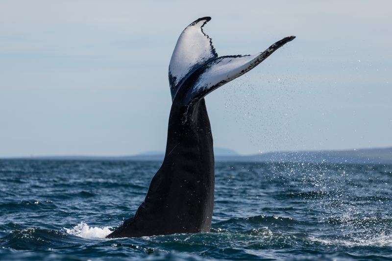 Παρατήρηση φαλαινών