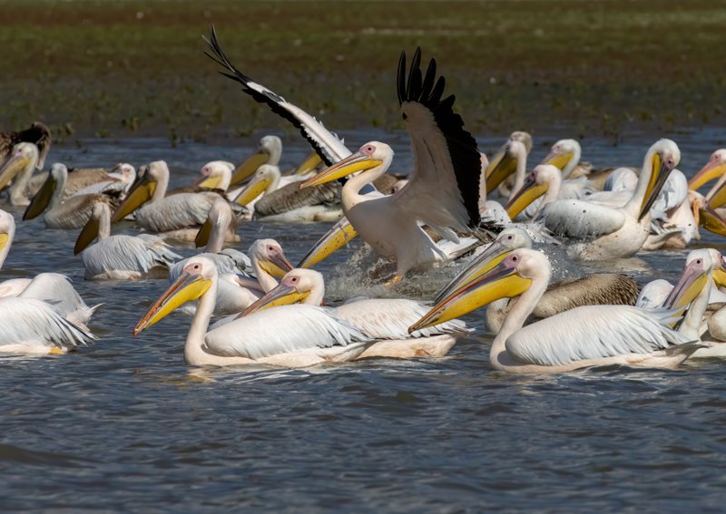 Λίμνη Κερκίνη