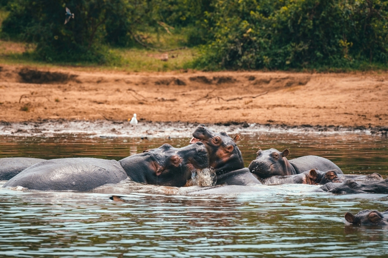 Κρουαζιέρα στο κανάλι Καζίνγκα