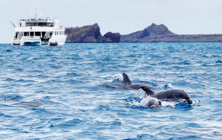 ΦΟΥΝΤΣΑΛ: ελεύθερη μέρα ή προαιρετική εκδρομή με καταμαράν για παρατήρηση φαλαινών και δελφινιών