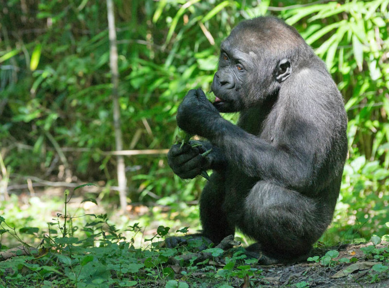 Οι πεδινοί γορίλες 