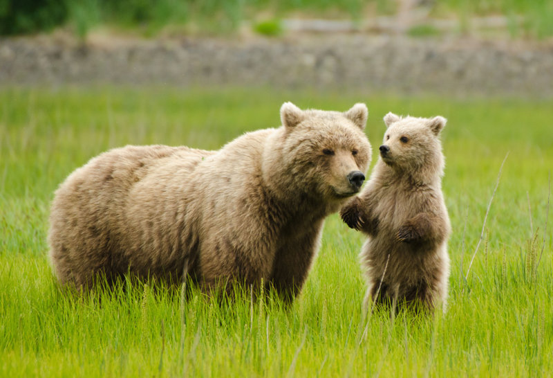 Alaska Bear Expeditions, ΗΠΑ