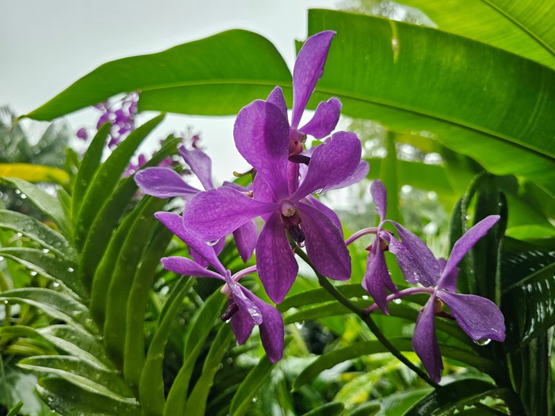 Ο Εθνικός Κήπος Ορχιδέων στη Σιγκαπούρη