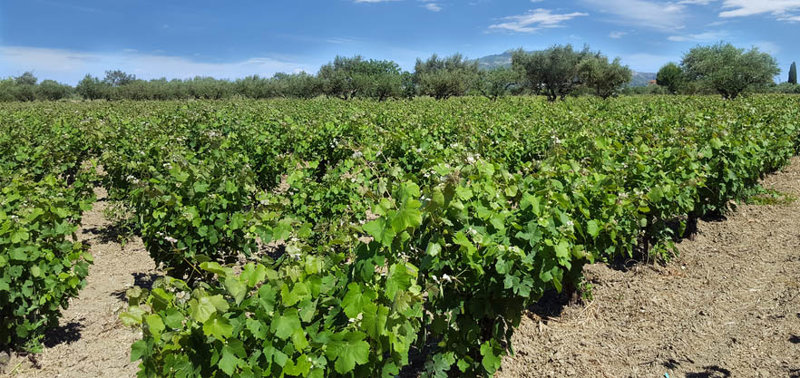 Τα ζακυνθινά κρασιά 