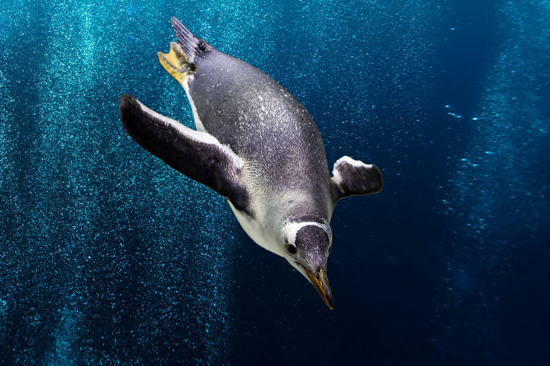 Το νησί της Νότιας Γεωργίας 