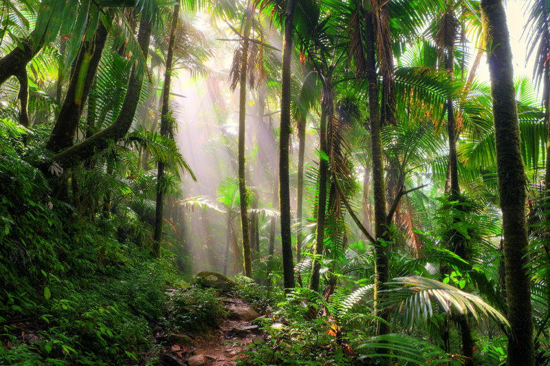 Τροπικό δάσος El Yunque, Πουέρτο Ρίκο 