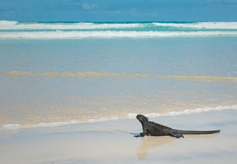 Πλάια Τορτούγκα