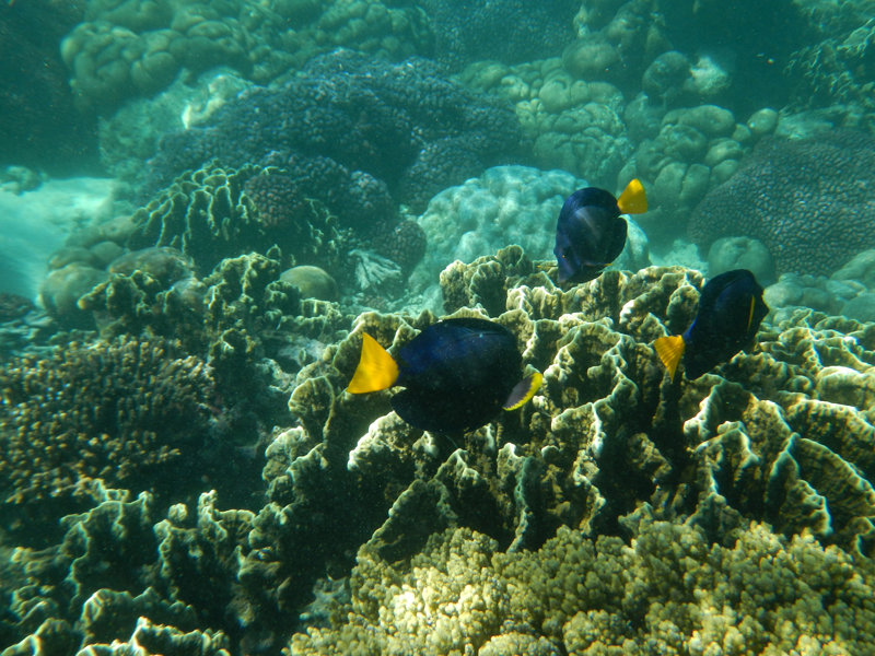 Προστατευόμενη θαλάσσια περιοχή Ντιχάμρι 
