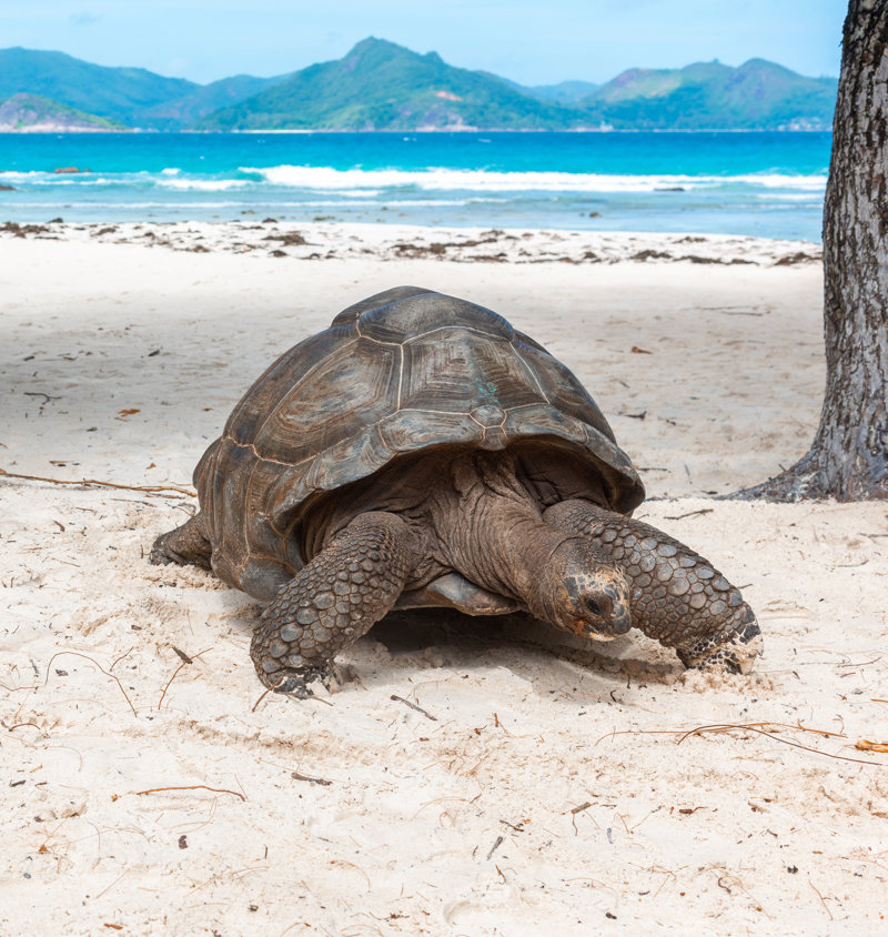 Βλέπουμε από κοντά τις θεόρατες χελώνες των Σεϋχελλών 