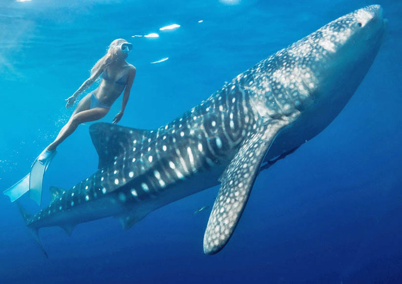 Οι εντυπωσιακοί φαλαινοκαρχαρίες