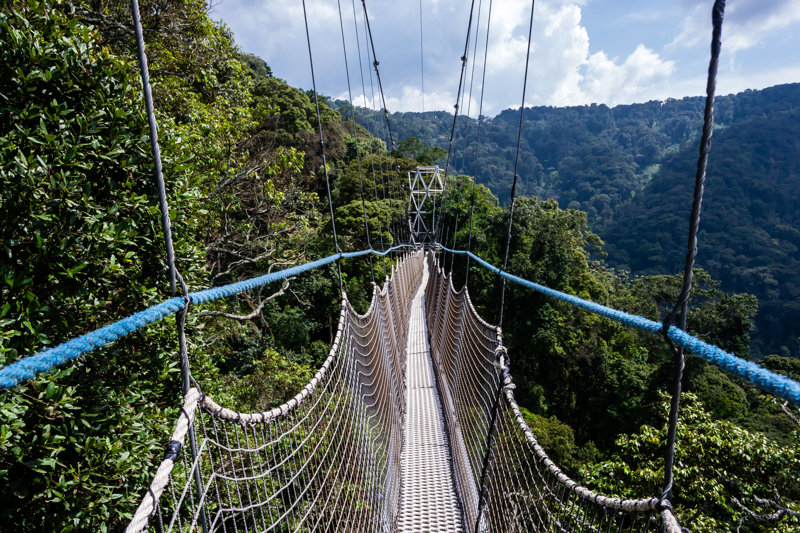Canopy Walk