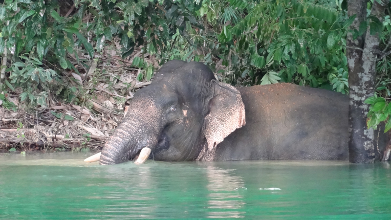 ΚΑΟ ΣΟΚ – ΠΟΥΚΕΤ 