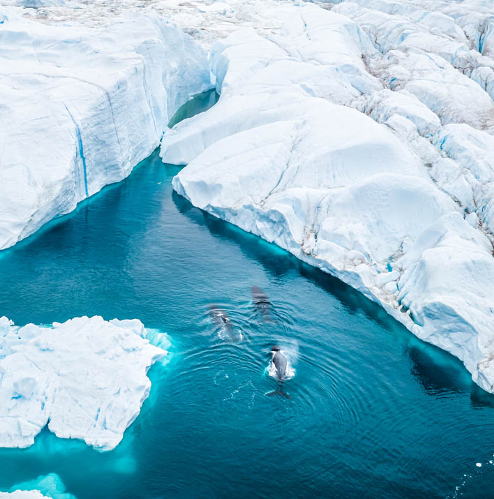 Αναζητήστε φάλαινες στη Γροιλανδία 