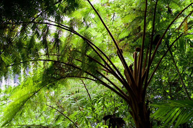 Quetzal, Baja Verapaz