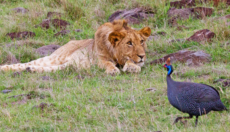Ζούμε την αφρικανική φύση και παράδοση