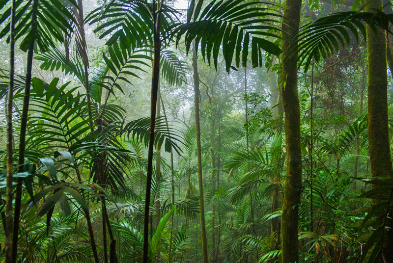 ΣΑΝΤΑΚΑΝ – ΣΕΠΙΛΟΚ – ΣΟΥΚΑΟΥ (Ζούγκλα Κιναμπαταγκάν)
