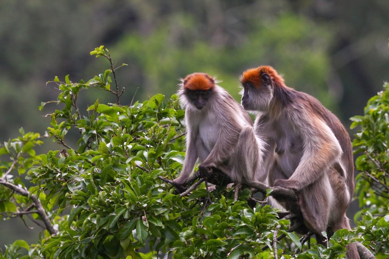 Εθνικό Πάρκο Κιμπάλε