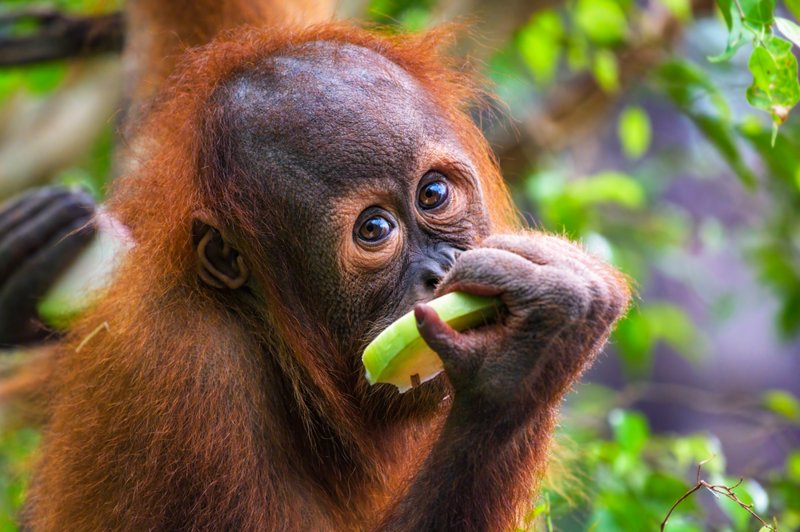 Κέντρο αποκατάστασης ουρακοτάγκου