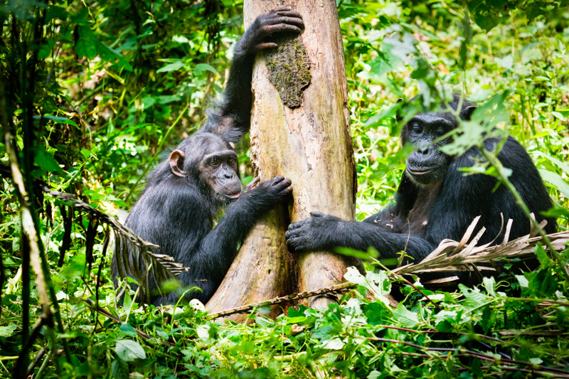 Αναζήτηση χιμπαντζήδων