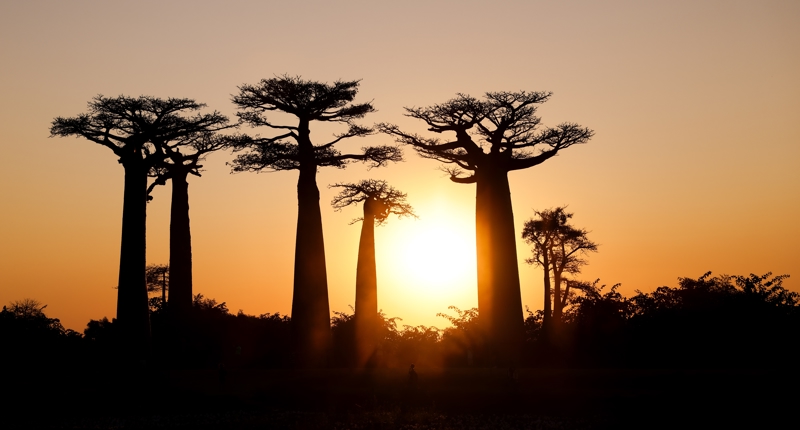 Περπατήστε μαζί μας τη λεωφόρο των μπαομπάμπ