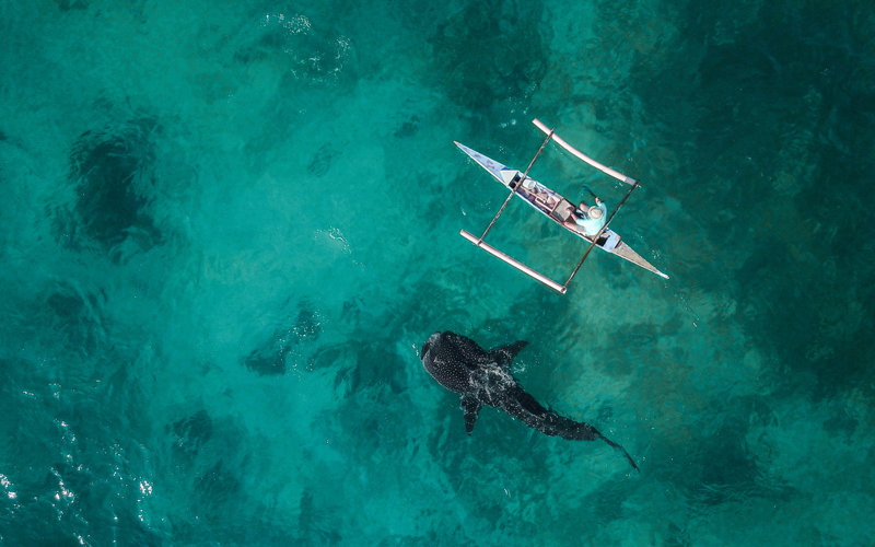 Συνάντηση με τους φαλαινοκαρχαρίες στο Όσλομπ