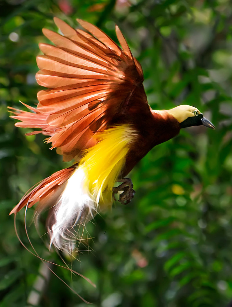 Παρατήρηση πουλιών σε τροπικά δάση 