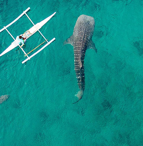 Κολύμπι με φαλαινοκαρχαρίες στο Όσλομπ