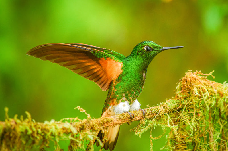 Ζούγκλα Μίντο: ένα μοναδικό οικοσύστημα σπάνιας ζωής